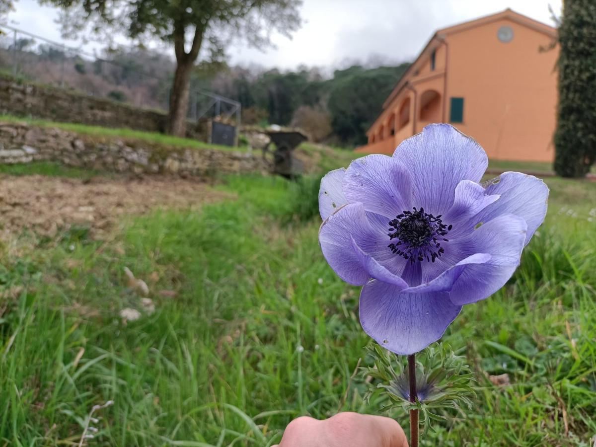 B&B Agriturismo Regno Di Toscana Collesalvetti Ngoại thất bức ảnh